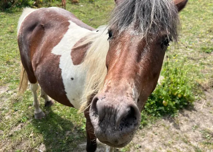 Maison De Charme En Normandie A 5 Mn De La Tatil Evi *